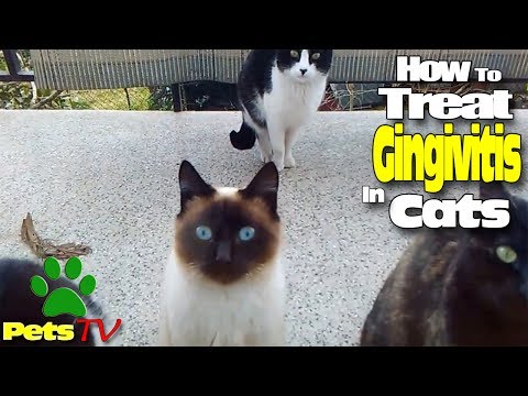 HOW TO TREAT GINGIVITIS IN CATS