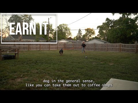 Tristan Gibson Dog Training video.