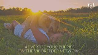 Sell dogs - sell dogs & puppies online