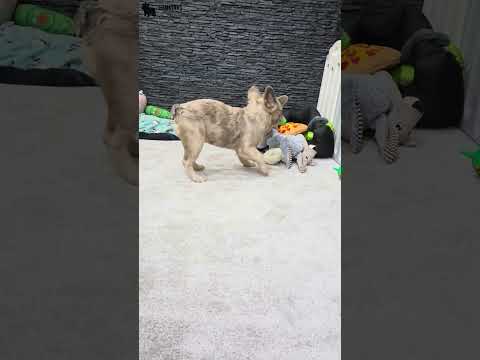 Video 5