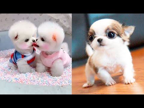 baby dogs 😺Baby Dogs - Cute and Funny Dog Videos Compilation #25 |   funny Animals Iqra