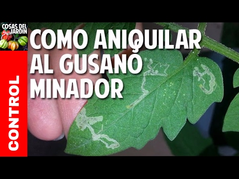 , title : 'Cómo Aniquilar al Maldito Gusano Minador de las hojas del tomate - Plagas del Tomate @cosasdeljardin'