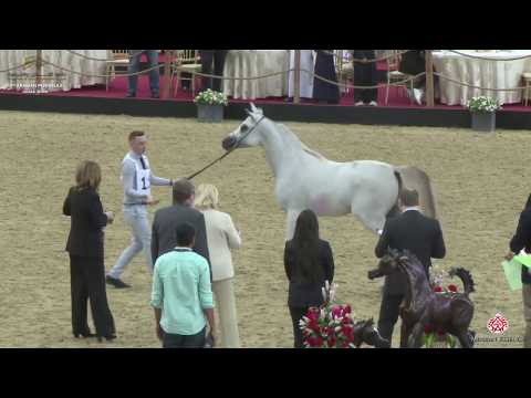 N 111 ALADEED LAFFAN   10th Qatar International Arabian Peninsula Horse Show 2020   2 Years Old Colt