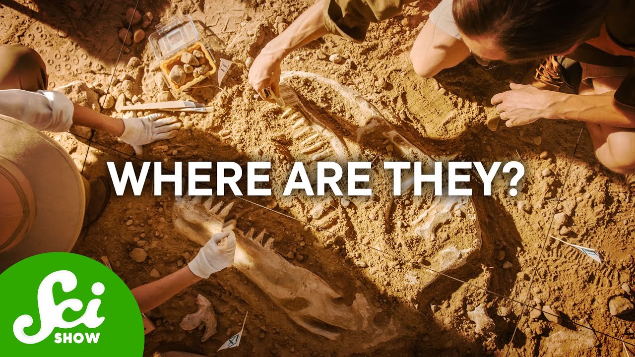 Why Don't We Have More Fossils?