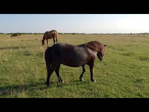 Poneiul dl. Marius Bonea de la Craidorolț - Satu Mare