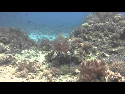 Schilkröten, Coco White Beach,Philippinen