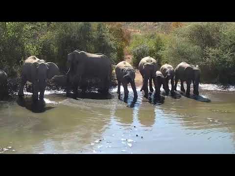Kwa: Elephant herd getting a cool drink - 13:00 - 06/22/19