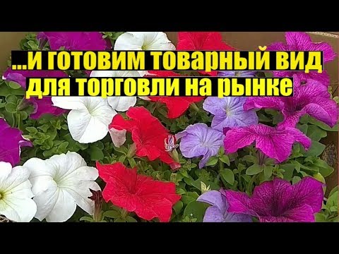 Ассортимент цветов в начале мая 2019. Обзор.