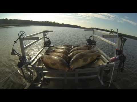 Bowfishing Carp in Maryland