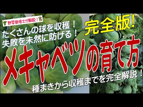 芽キャベツの保存方法:これが最も長持ちする方法です 植物