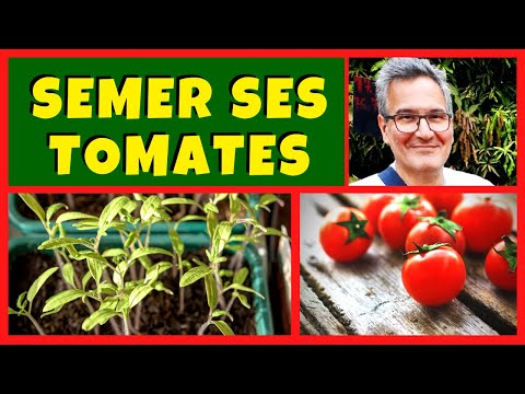 Faire ses semis de tomates 🍅🍅🍅