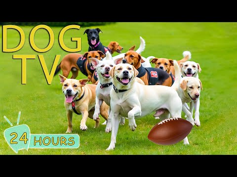 DOG TV for Dogs to Watch: Best Video Prevent Boredom for Dogs When Home Alone - Relax Music for Dogs