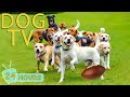 DOG TV For Dogs To Watch Best Video Prevent Boredom For Dogs When Home Alone Relax Music For Dogs