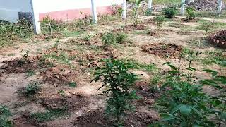 preview picture of video 'House garden planning in Telugu|how to do garden in our houses'