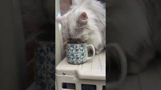 涼しい朝はニャルソック！水分補給も忘れません。 #かわいい猫 #cat #モジャ #にゃんグラム #ねこ動画 #ニャルソック #水分補給 #早朝 #猫好き #ねこ部