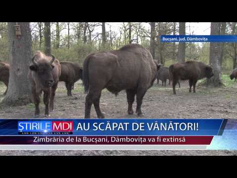 AU SCAPAT DE VANATORI - MDI TV