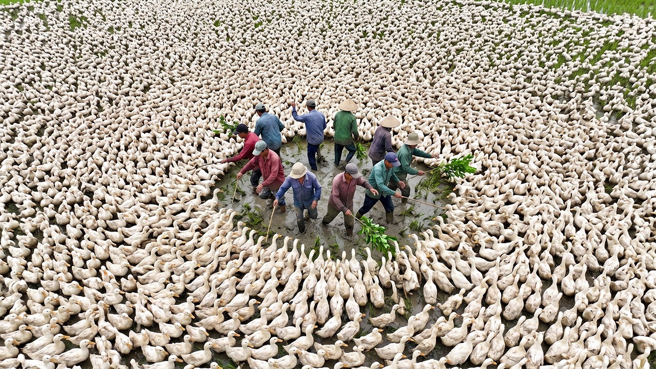 They Released Ducks Into Poisoned Rice Fields - The Results Shocked the World