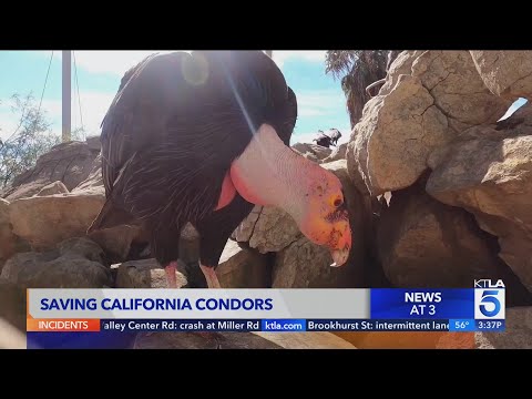 The amazing comeback story of the California condor