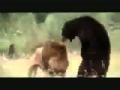 Huge African Lion vs American Black Bear 