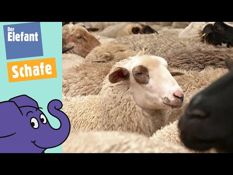 Schafe auf Wiesen und Weiden - die besten Rasenmäher mit Beinen | Der Elefant | WDR