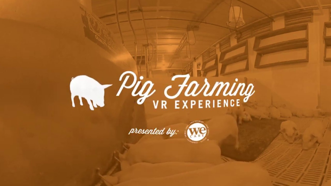 Pig Farming VR Experience: See inside a real pig barn