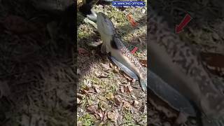 Download lagu Joran Sampai Mau Patah! Toman 10 Kg SetrikaTanpa Ampun!#video #mancing#shotrs#tomanganas#tomanbabon mp3