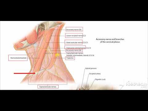 nerves deep to sternomastoid 1