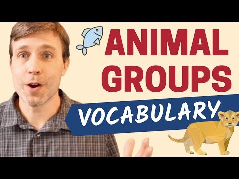 20+ ANIMAL GROUP NAMES | Useful Vocabulary Lesson