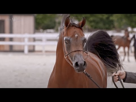 ✨ NAHIL AL KHALEDIAH ✨ (GHAITH AL ZOBAIR x NAWAL AL KHALEDIAH), 2020 Colt