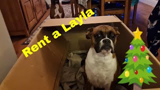 Layla in a box for Santa!