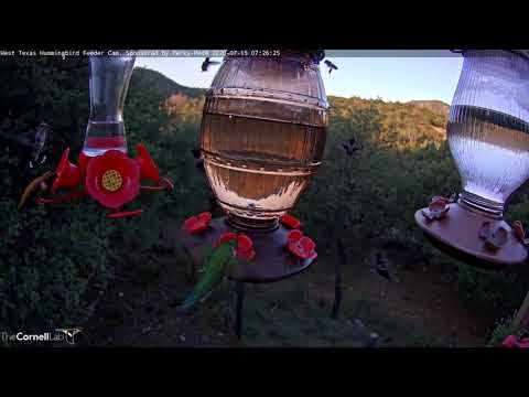 Male Rufous Hummingbird Visits During Frenzied Morning Activity In West Texas – July 15, 2020