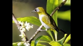 Download lagu suara burung ciblek - Suara Burung CIBLEK Panjang gacor MP3 | Masteran Prenjak 2018 mp3 Download lagu suara burung ciblek - Suara Burung CIBLEK Panjang gacor MP3 | Masteran Prenjak 2018 mp3