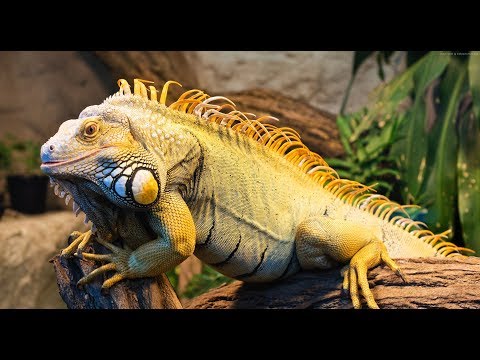 David Attenborough || Wildlife On One S31E04 Iguanas, Living Like Dinosaurs