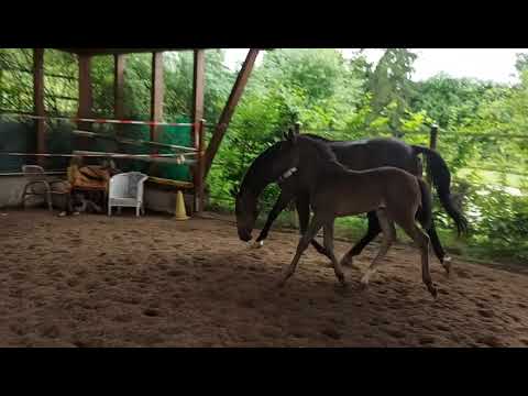 5.6.21  Gracia,Stutfohlen von Galaxy aus La Novelle geb 26.5.2021