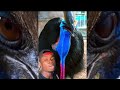 Cassowaries Are Truly The Spawn Of Satan