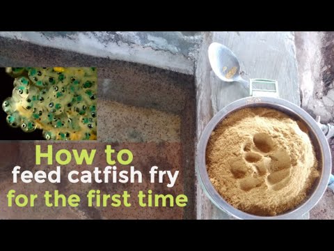 First time feeding of catfish fry & feed type