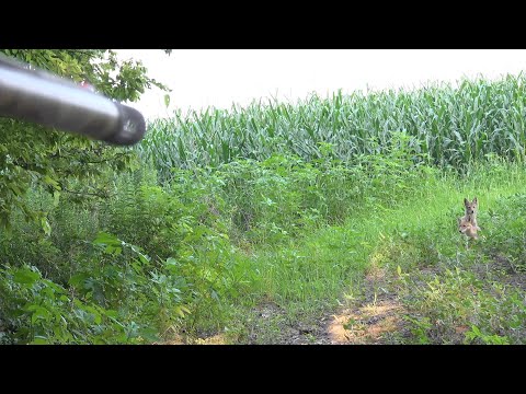 35 Shotgunned Coyotes! 4K