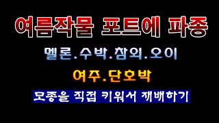 [텃밭농부 1,824]  멜론.수박.참외.오이.단호박등 여름작물의 씨앗을 포트에 파종하는 방법. 모종을 직접…