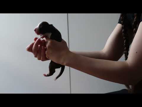 ENS & ESI (1/14) - Spitfire (Tsemppi x Maui)