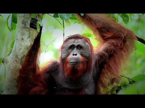 Tanjung Puting Wonderful Indonesia