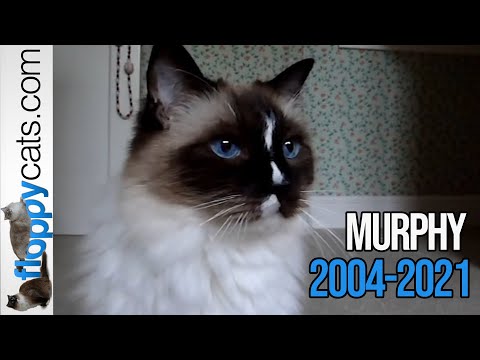 A Tribute to the Ragdoll Cat Seal Mitted with a Blaze, Murphy, 2004-2021