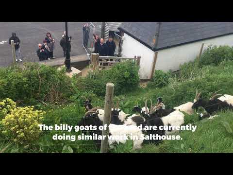 The much loved Bagot goats have returned to Cromer