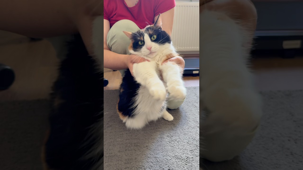 Cat likes Kendrick 😸#cat #pets #funny #kendricklamar