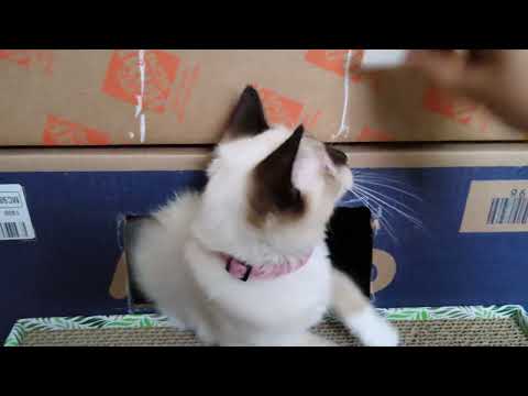 Building Skyler a cardboard house #kitten #skyler #cat #cathouse #diy #cardboardhouse