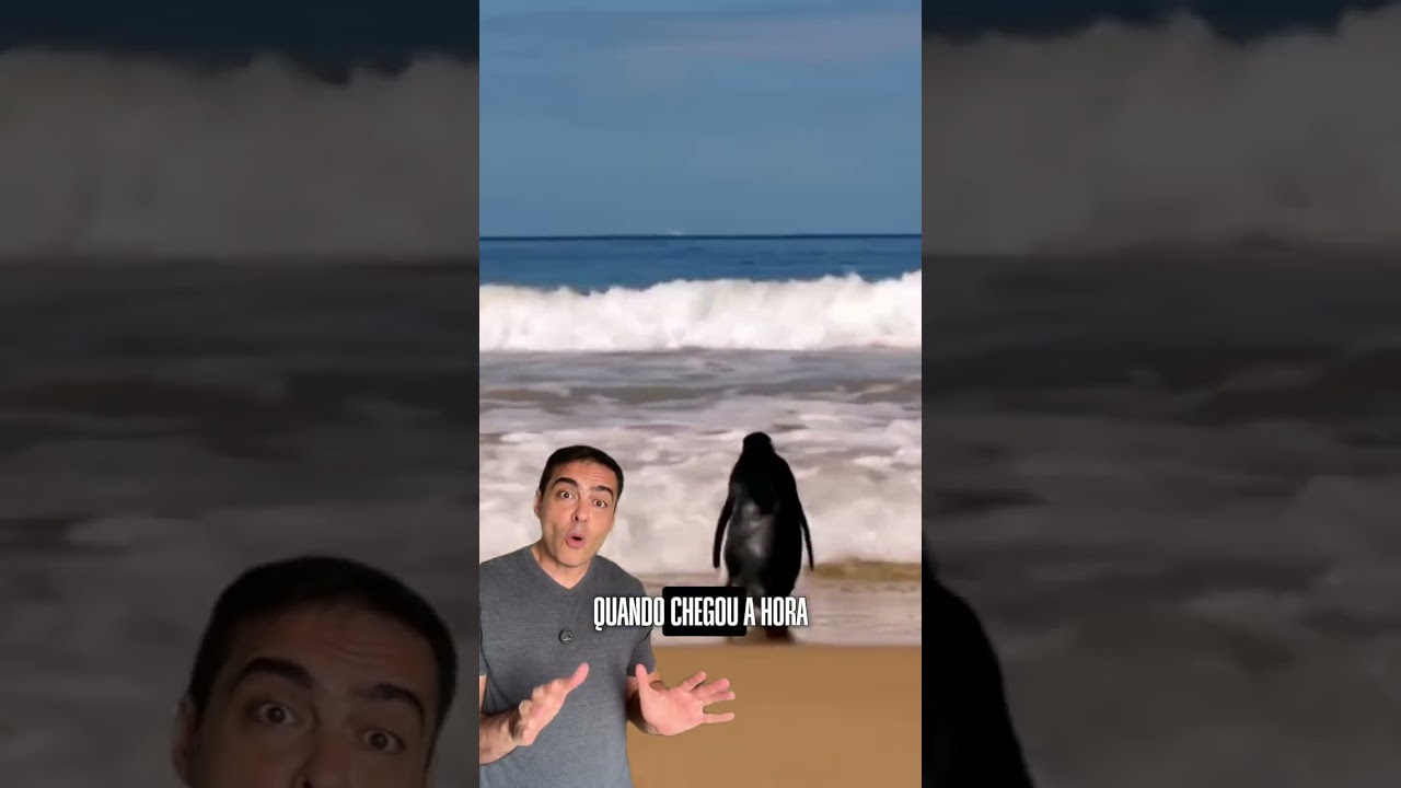 O Pinguim Que Nadou 8.000 km Para Se Reunir Com Seu Amigo Humano