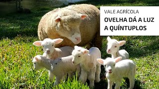 Miniatura do vídeo