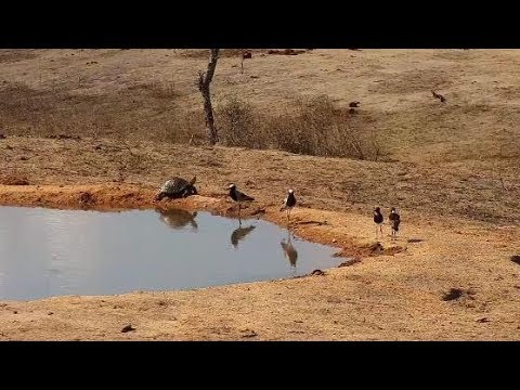 Djuma: Blacksmith Lapwing parents, two chicks and a Terrapin - 15:01 - 11/15/19