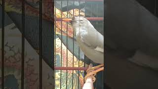 Download lagu pancingan ampuh burung poksay Mandarin #poksaygacor #birds mp3