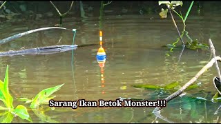Download lagu FOUND THE NEST! A murky swamp filled with giant snakeheads mp3