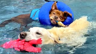 Hilarious DOGS vs SWIMMING POOLS - Watch & laugh!